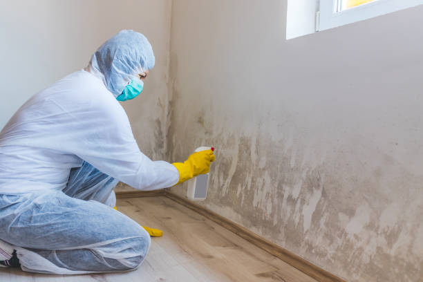 Licensed Mold Removal service in Washington, GA - WQB Mold Removal